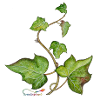 Efeu (Hedera helix)