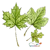 Feuilles d’érable