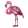 Stylish Pink Flamingo Stands Serenely