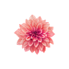 Flower Power
