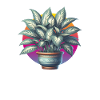 Dieffenbachia plant in pot