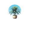 Dracaena plant in pot