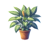 Dieffenbachia plant in pot