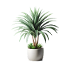 Dracaena plant in pot