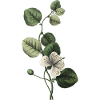 Letter I Green Botany