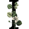 Letter I Green Botany