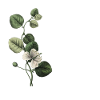 Green Botanical Letter K