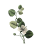 Letter M Green Botanical