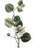 lettre l botanique vert