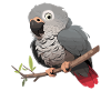 African grey parrots