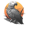 African grey parrots