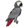 African grey parrots