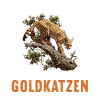 Goldkatzen Goldkatze