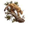 Golden Cats Golden Cat