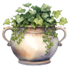 Ivy