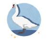 Swan Swans Swan Lover Regalo