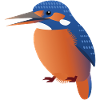 Kingfisher Bird Graphic / Illustration