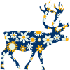Reindeer Rennes Scandinavia