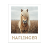 Haflinger Cheval Sucré