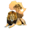 Lion - big cat in Africa