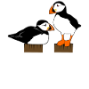 Macareux