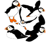 Puffin Flying Puffins