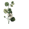 Letter O Green Botany