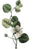 Letter R Green Botanical