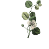 lettre q botanique vert