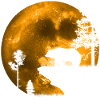 Bear in the moonlight