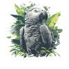 African grey parrots