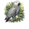 African grey parrots