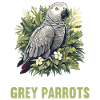 African grey parrots