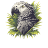 African grey parrots