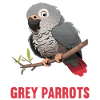 African grey parrots