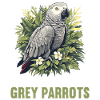 African grey parrots