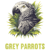 African grey parrots