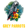 African grey parrots