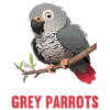 African grey parrots