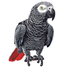 African grey parrots