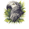 African grey parrots