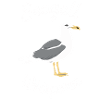 Seagull Whisperer