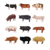 Pig Drawings - Pig Breeds