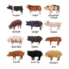 Pig Drawings - Pig Motif