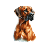 Aquarelle Rhodesian Ridgeback