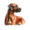 Aquarelle Rhodesian Ridgeback