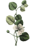 lettre S botanique vert