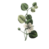 Letter U Green Botanical