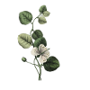 Green Botanical Letter V
