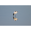 Avocet in the Water